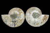Cut & Polished Ammonite Fossil - Agate Replaced #165977-1